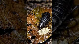rare #earwig feeding on moths eggs #shorts