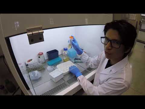 Video: ¿Cómo se transforman las bacterias en un laboratorio?