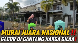 BEING RABBED AGAIN‼️ NATIONAL CLASS MURAI IS VERY GACOR ON THE HANGING 🔥 PRICE WILL MAKE YOU SHAK...