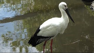 Oriental Stork