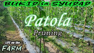 Pagtali at pagupit ng patola by Terroy TV 326 views 1 year ago 13 minutes, 23 seconds