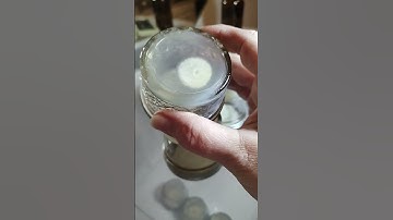 How to Clone Mushroom Transfer Rhizomorphic Mycelium Agar No Pour Jar Petri Dish Tips #shorts #short