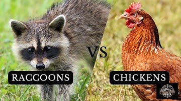How to Protect Your Chickens from Raccoons - Top Tips