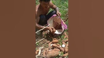 Harvesting cassava part 634 #shorts #farming #cassava #nature  #cassavaroots #cassavafarming