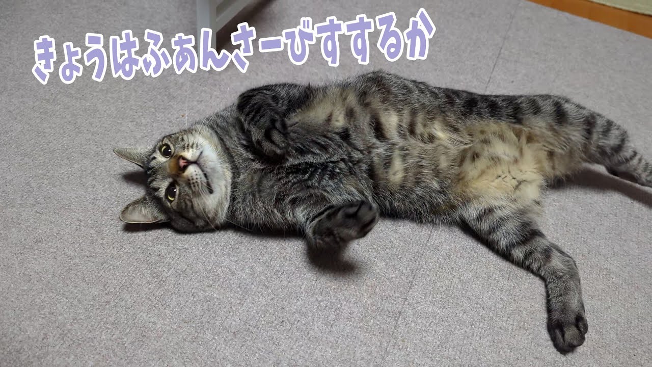 Chiro's Rolling Wiggle Service 【Life with 4 Cats 1126s】 - YouTube