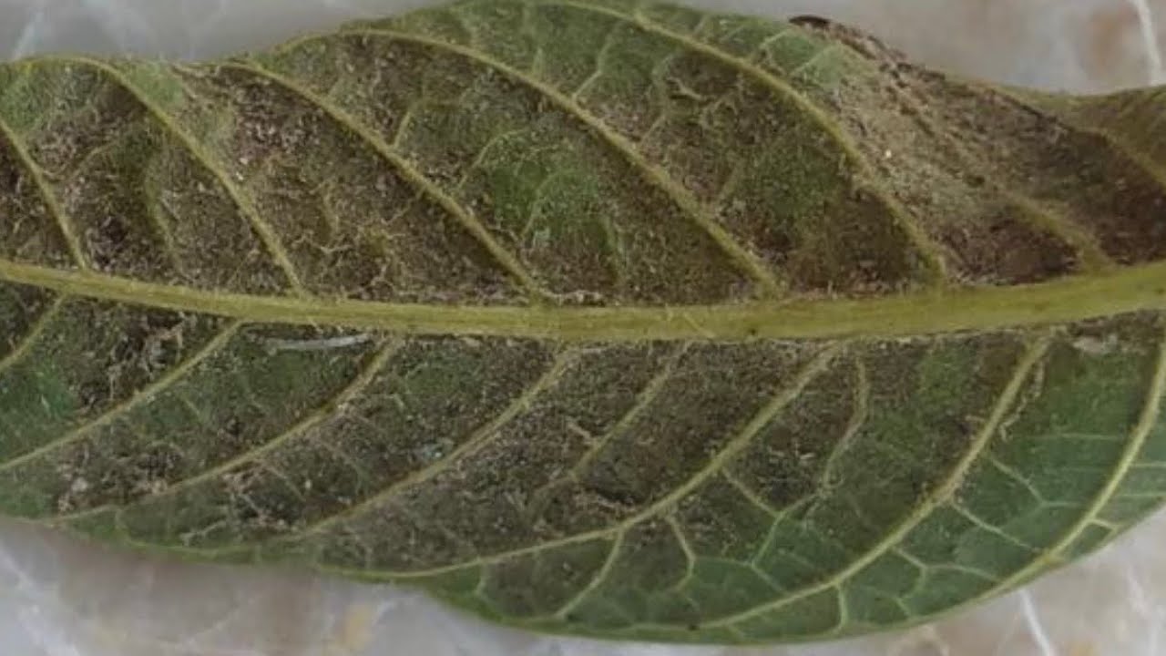 Cevizde hastalık ve zararlılar: Kırmızı örümcek 🕷 Ceviz Adam Ahmet