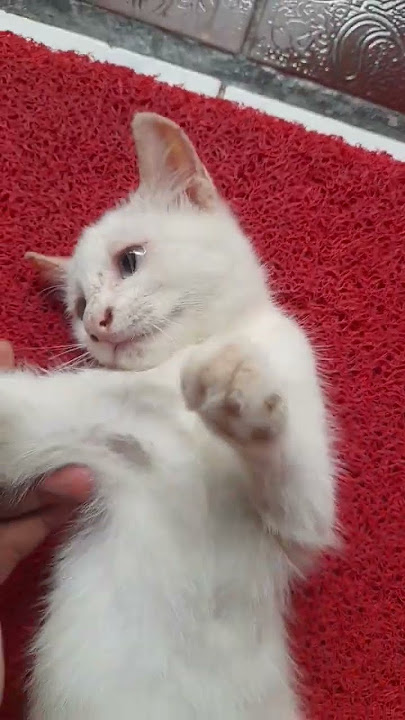 pinginya di goyang dari belakang 😊