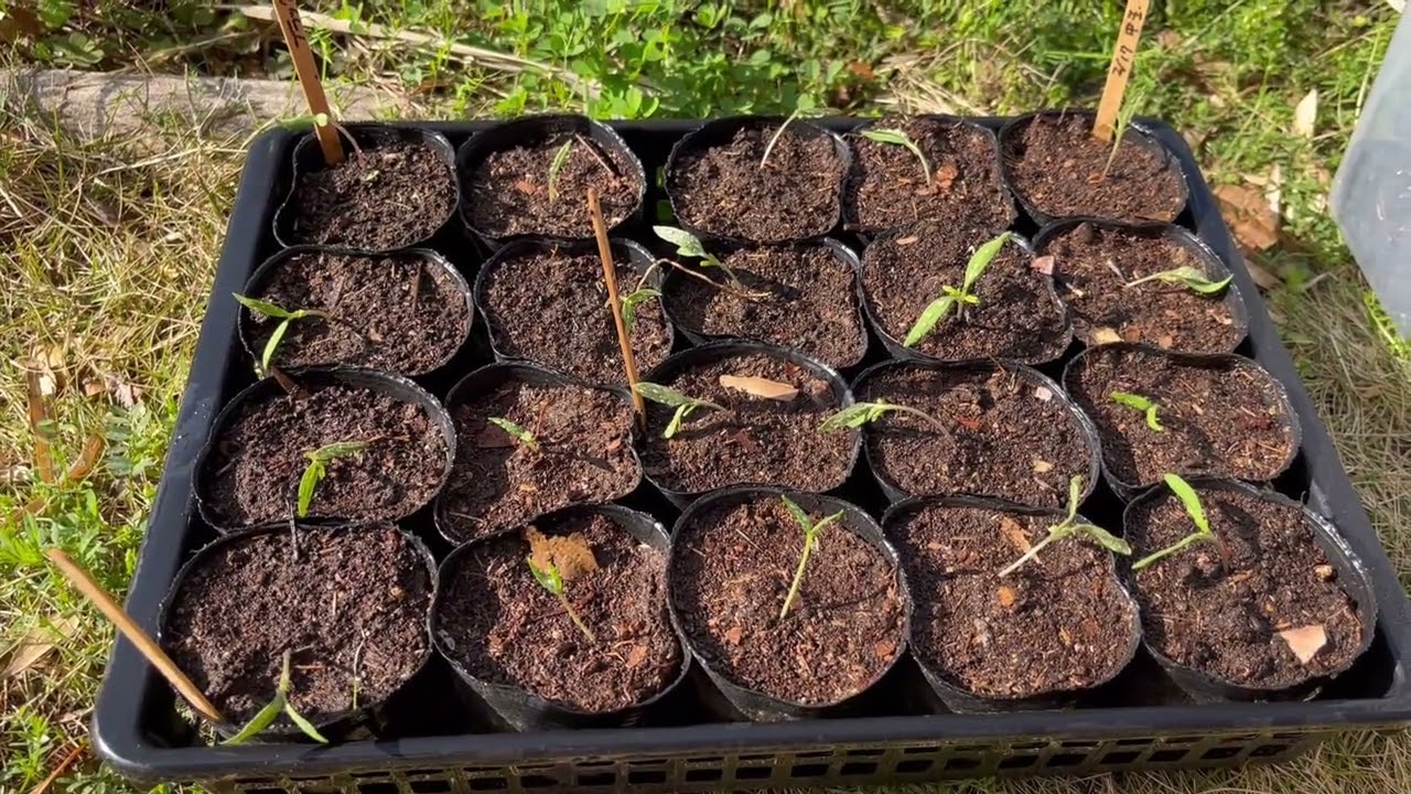 トマトの播種とハンダマの行方【2月28日】