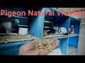 Pigeon Care - Part 3 | Natural Vitamin E | Pigeon Success Breeding