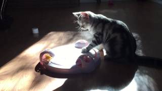 Milla's Kats American Shorthair Kittens by Milla's Kats 2,340 views 7 years ago 38 seconds