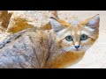 Katze Sandkatze  Sand Dune Cat     Cute Animals