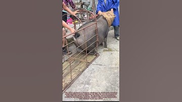 Clever Pig Loading Hack: How to Move a 300kg Pig Easily with Low-Cost Tools | Farming Tips