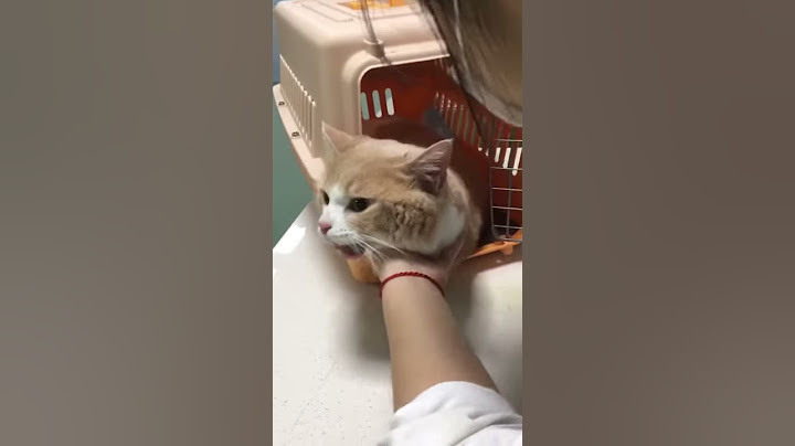 ｛寵愛寶貝｝剛做完閹割手術的貓，可愛又可憐的感覺，以後會對他更好的