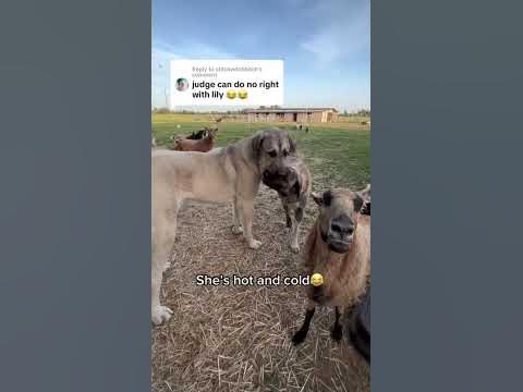 Lily our livestock guardian dog has firm leadership w Judge but also
