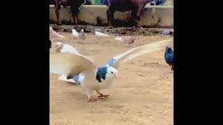 Amazing Dove 🕊 backflip 😍😍must watch
