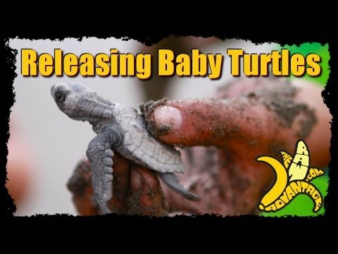 Releasing New Born Baby Turtles into the Sea!