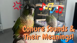 Green Cheek Conure Sounds & Their Meanings! | Parrot Behaviour | TheParrotTeacher