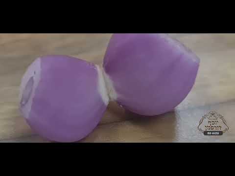 בצל שאלוט, בצל, נגיעות בבצל, תריפס, בדיקת בצל, הרב יוסף דורפמן, Rabbi Yosef Dorffman