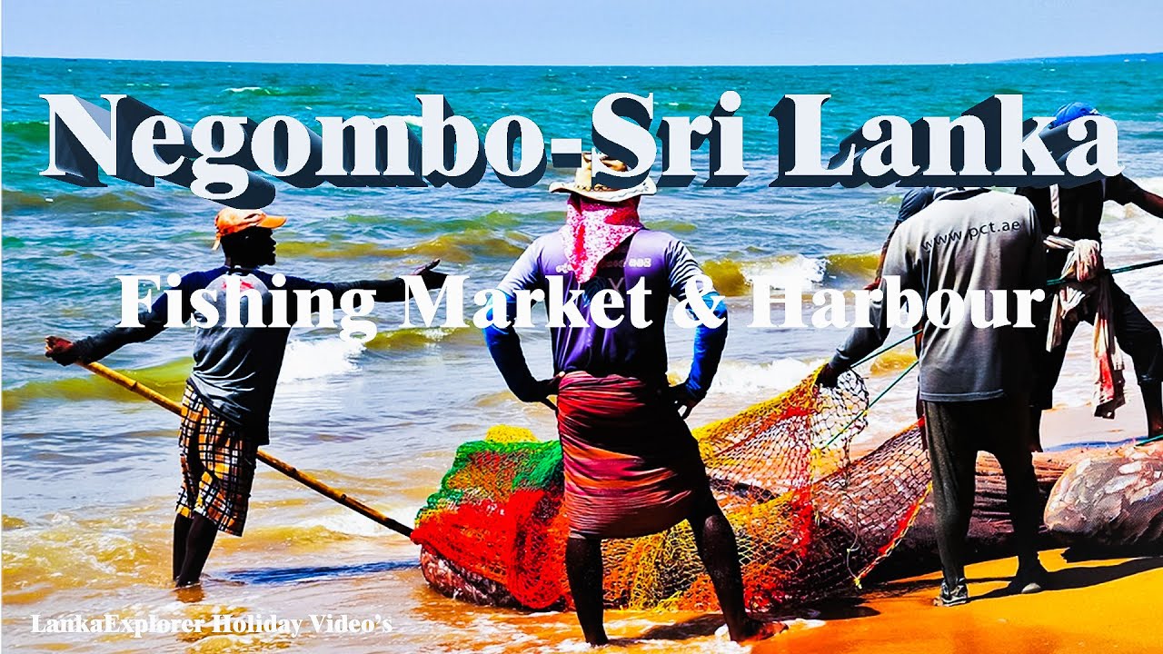 Negombo Fish Market & Fishing Harbor - Sri Lanka