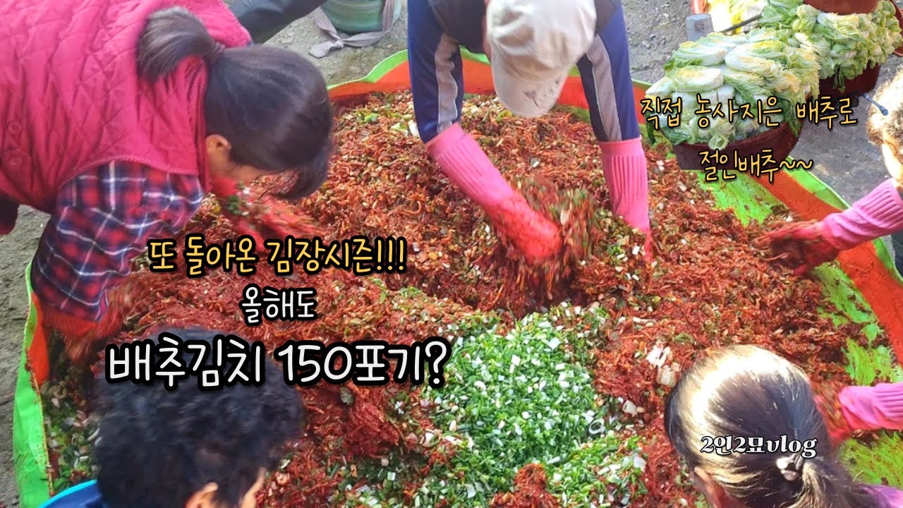김장vlog l 사계절 농사지은 재료로 배추 150포기 김장하는 1박2일 일상ㅣ맛보장 시어머니 김장김치 최고!ㅣ수육은 필수❤️ #배추김치#kimchi#김장