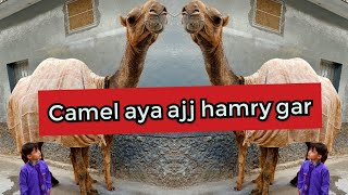 camel in street||camel say liya fresh milk #camel #milk #masti @LuckyCamel11 @CamelloMello