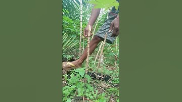 Harvesting cassava part 52 #shorts #farming #cassava #nature  #cassavaroots #cassavafarming