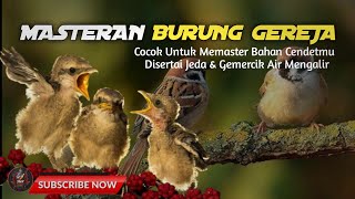 MASTERAN GEREJA TARUNG PALING BANYAK DICARI #masteran #gerejatarunggacor 