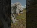 Mufasa: Il Re Leone | Solo uno tra due fratelli sarà il Re 👑