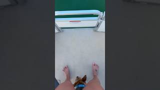 Dog Has The Right Idea