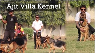 25 Import German Shepherd In One Kennel 🥸 Ajit Villa Amritsar