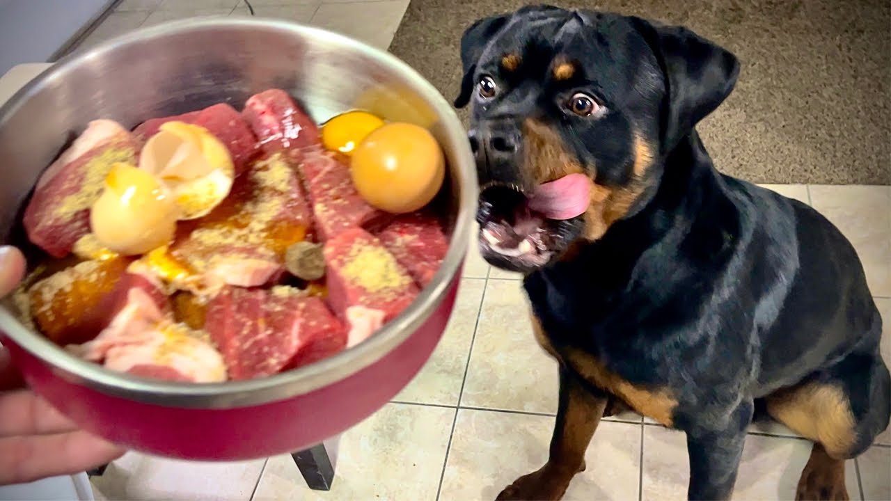 Unbelievable: Rottweiler Puppy Goes RAW – You Won't Believe What Happens  Next! - YouTube