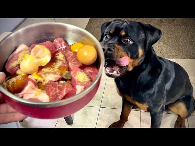 can rottweilers eat raw meat?