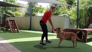 Dog Obedience Skills 1: Sit using Lure Method