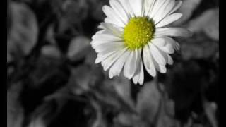 Yakamozsevgi- Papatya Dogum Günü