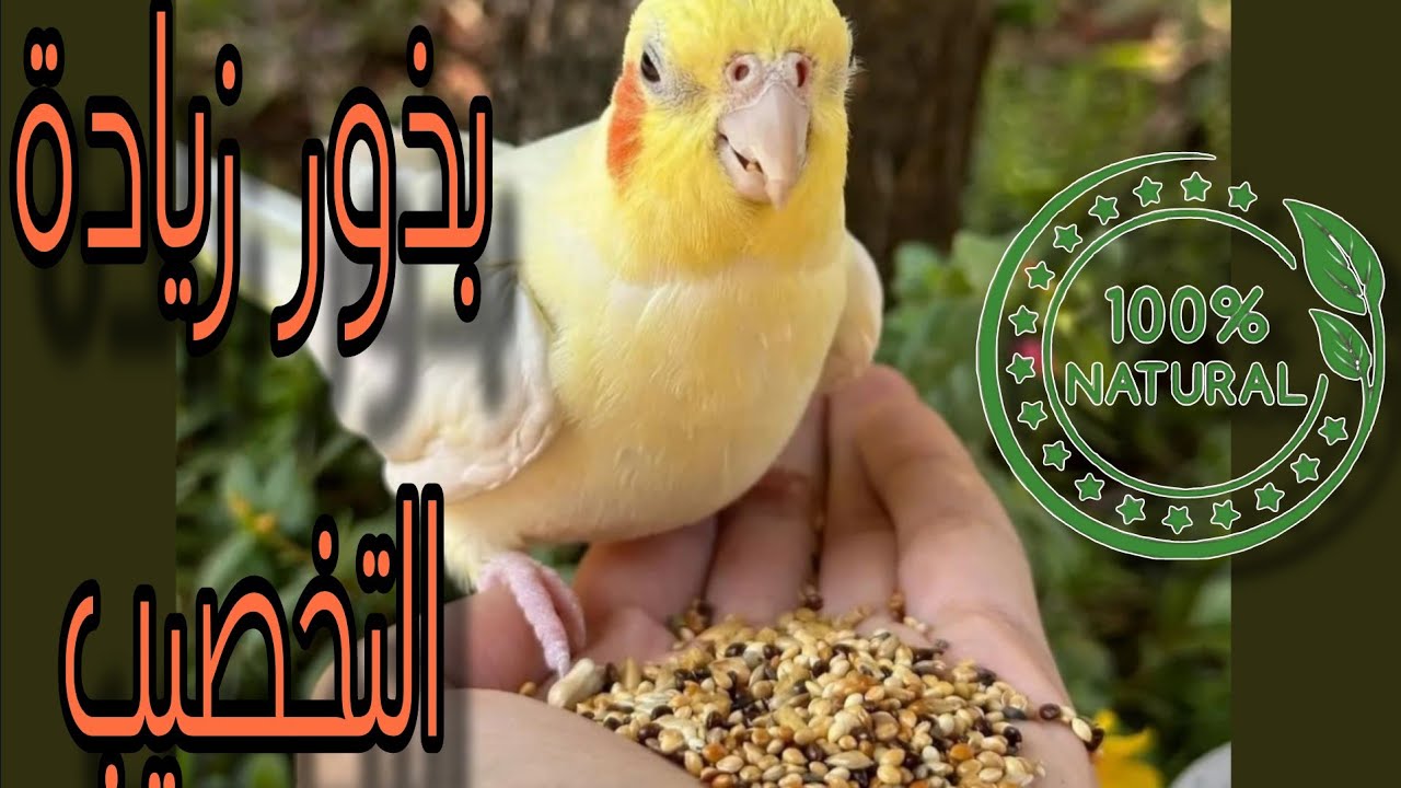 بذور ب 3 جنية لزيادة التخصيب وزيادة انتاج الطيور اضعاف