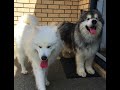 Samoyed vs Alaskan Malamute