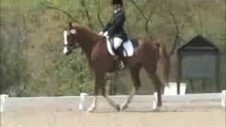 Zar 2004 Dutch Warmblood Gelding Horse Of The Year Training Level Dressage