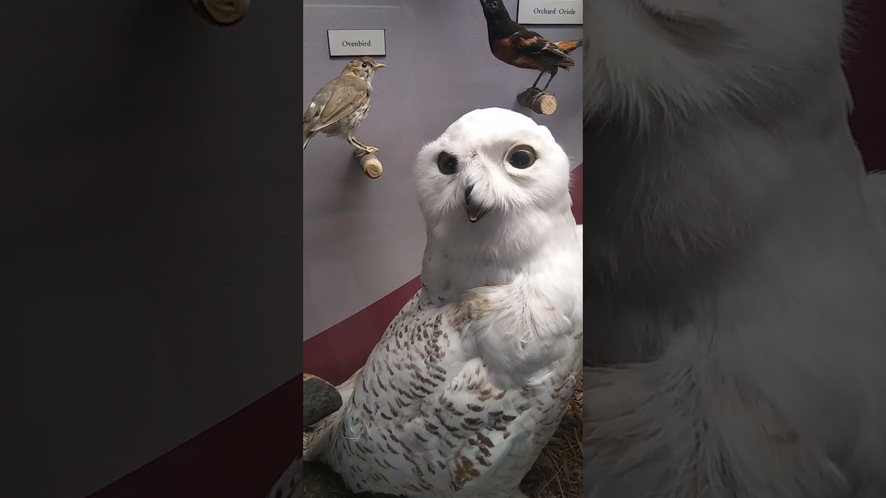 Owl Display (Scary Snowy Owl!) and Hawk