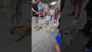 AI for dogs #art #artist #humour #dog #dc