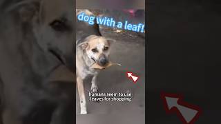 A dog with a leaf 🍂 #shorts #shortsvideo #animals #animalshorts #animalsvideo #healing #cute