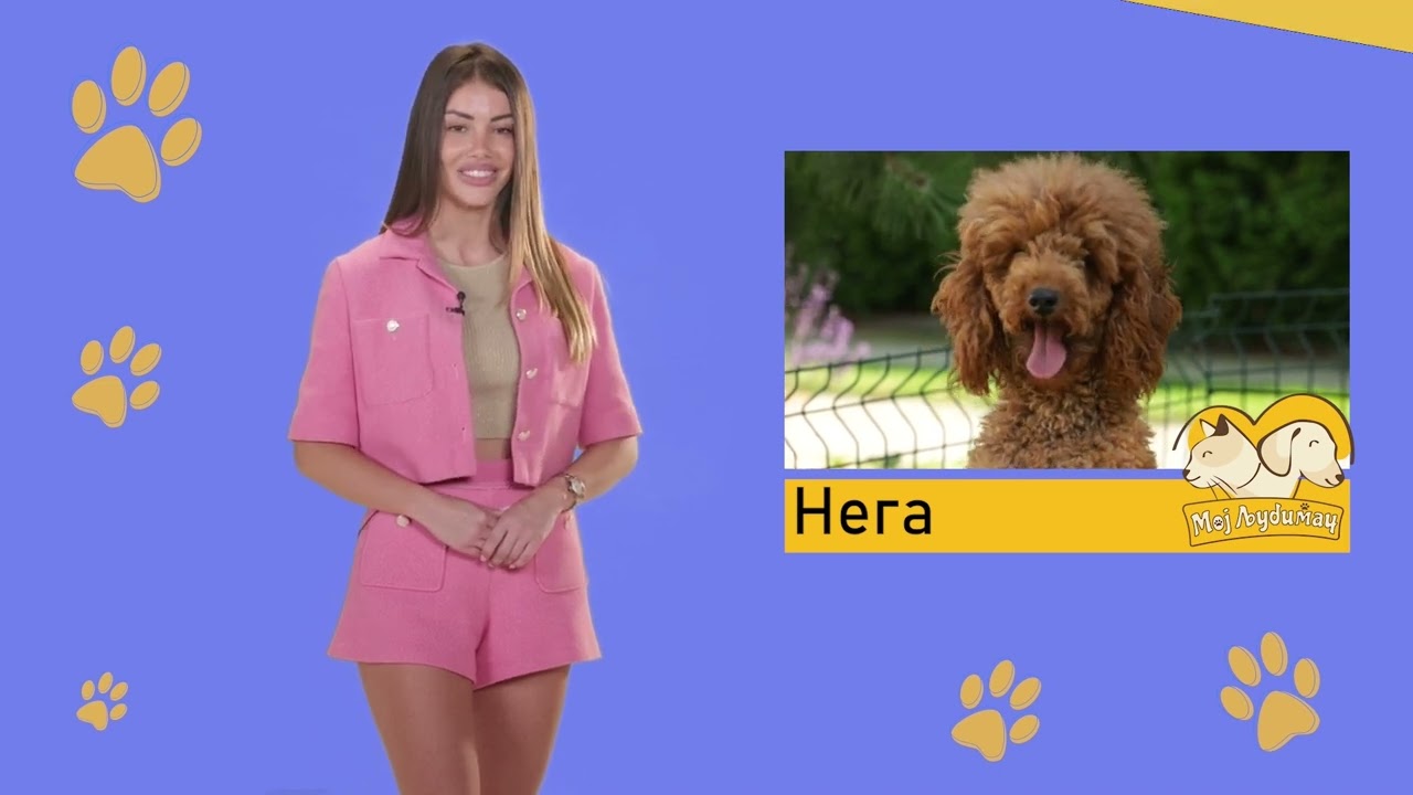 Moj savršeni ljubimac ep. 212 10.07.2023. Minijaturne i patuljaste pudle