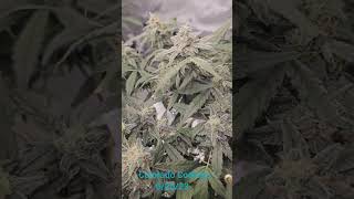 Colorado Cookies Auto DWC Day 98T/42