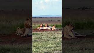 Lions just hanging out! #safari
