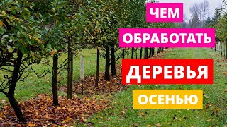 ЧЕМ ОБРАБОТАТЬ ДЕРЕВЬЯ осенью, чтобы в следующем году собрать хороший урожай