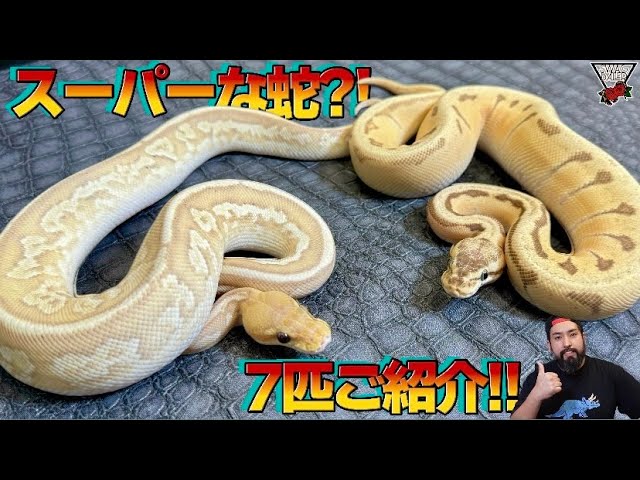 動物の惑星】「中国限定」ボールパイソン（アルビノパイド）Python
