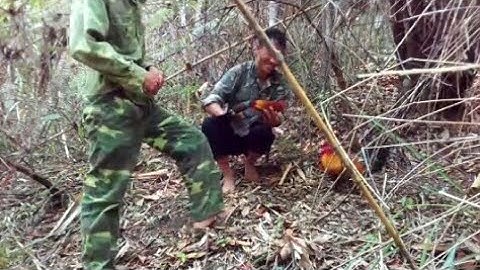 bẫy gà rừng tháng3 bổi qúa sung cuab qaib qus lom zem kawg