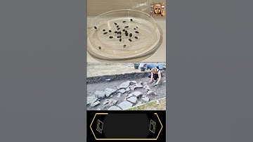 Ancient Treasures Revealed Bronze Age Artifacts in Estonia