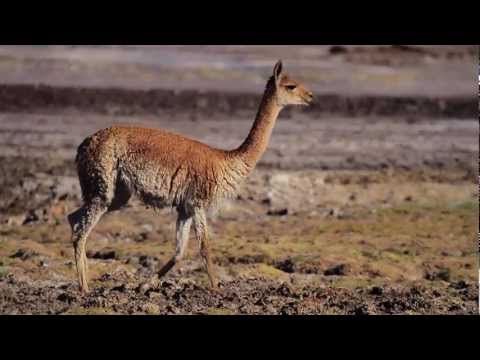 Hotel Alto Atacama