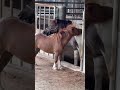 Best friends got each other backs 🐴💕🦄 Pony love #animals #shorts #horses #minihorse #falabella