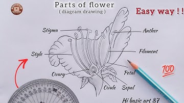 How to draw longitudinal section of flower step by step | How to draw parts of flower